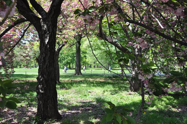 Spring Blossoms in Central Park