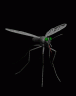 mosquito_graphic2.gif
