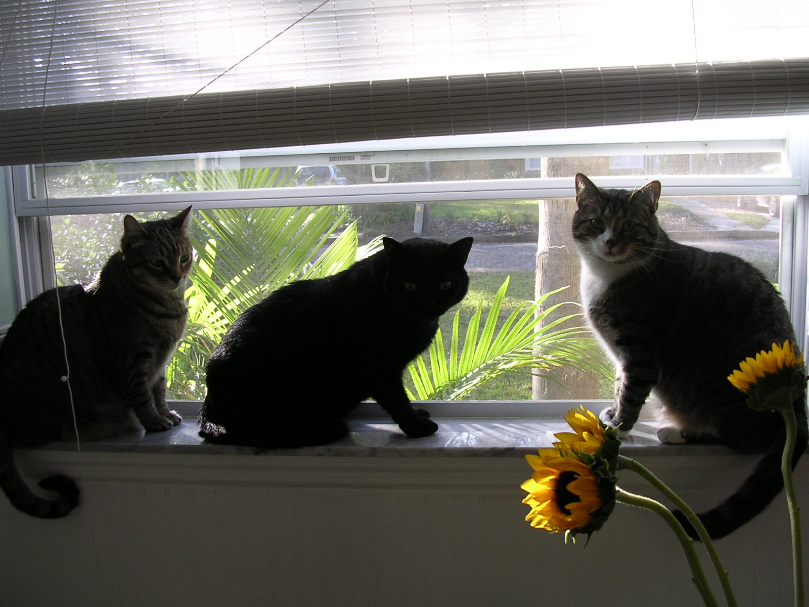 r-nichols-three-cats-picture.JPG